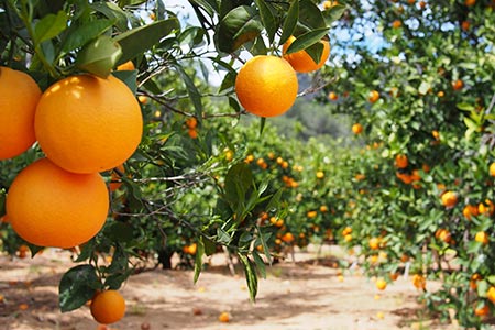 Agriculture in Southern California